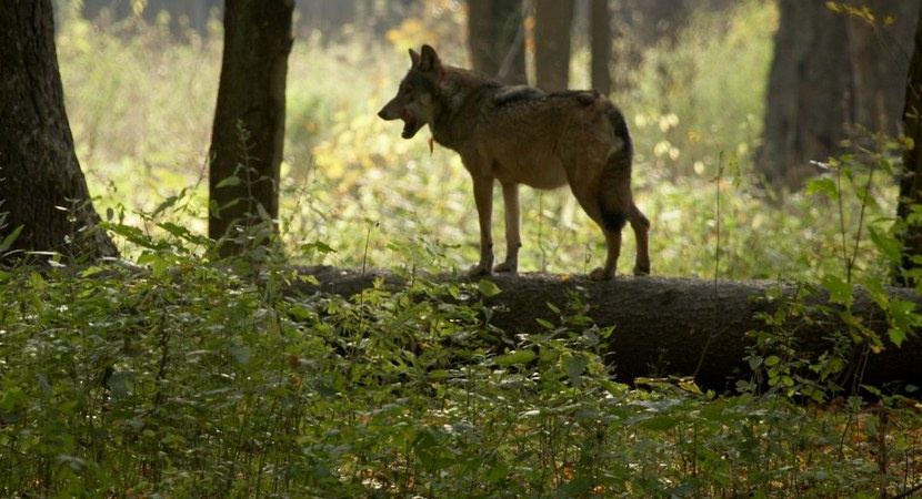 Wilki na terenie Gminy Porąbka