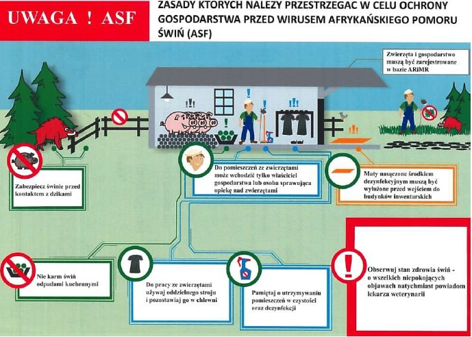 Akcja informacyjna dot. afrykańskiego pomoru świń ASF